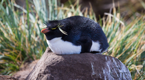 pinguine-der-antarktis-felsenpinguin-falklandinseln02