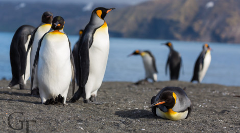 Antarktis Pinguine Königspinguin Südgeorgien