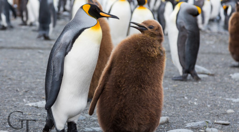 pinguine-der-antarktis-koenigspinguin-suedgeorgien-02