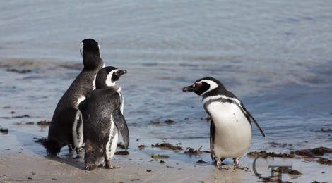 pinguine-der-antarktis-magellan-pinguin-falklandinseln-02