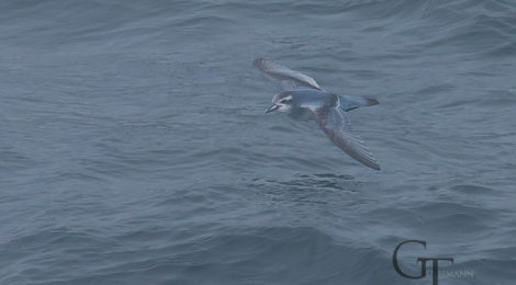 antarktis-falklandinseln-suedgeorgien-vogel-17-Blue-Petrel
