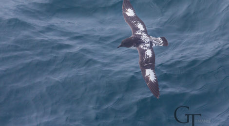 antarktis-falklandinseln-suedgeorgien-vogel-18-Cape-Petrel