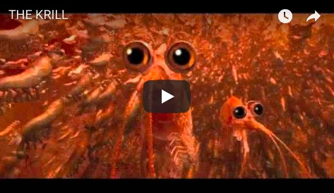 The Krill Video bei Youtube