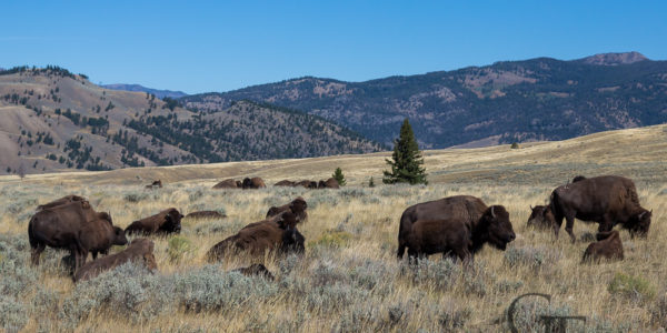 Yellowstone Nationalpark Bisons