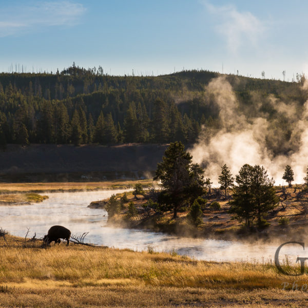 Yellowstone Nationalpark Bison