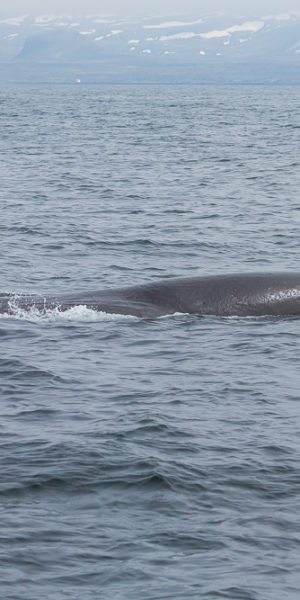 Island Waltour Whale Watching LakiTours