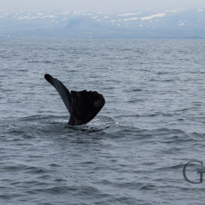 Island Waltour Whale Watching LakiTours