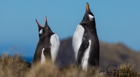 Antarktis Falklandinseln Südgeorgien Reiseverlauf