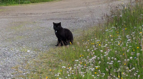 Fotoserie Katzen dieser Welt Norwegen Smorfjord