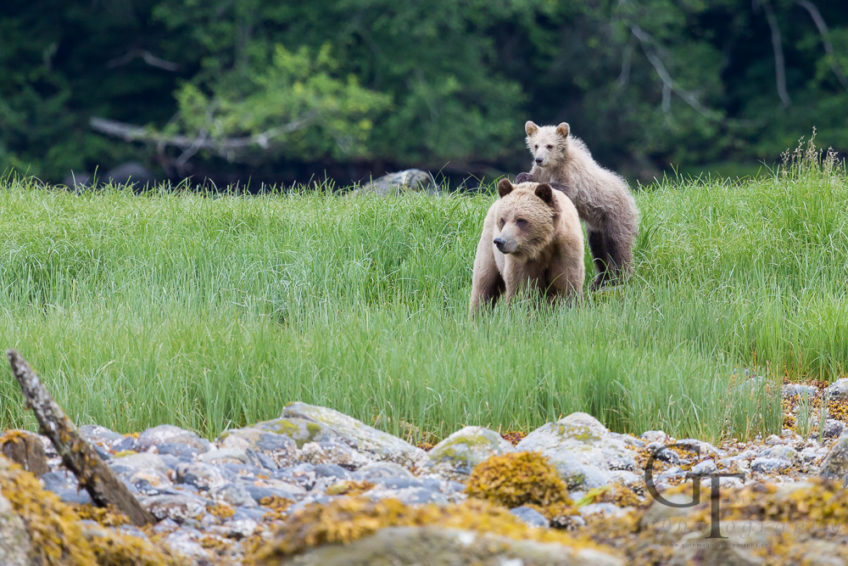 Ein bärenstarker Ausflug – erste Grizzly-Begegnung in Kanada
