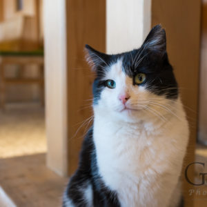 Fotoserie Katzen dieser Welt Österreich Osttirol Virgental