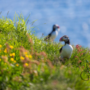 Island Papageientaucher in Bakkagerdi Borgarfjödur