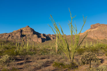 Allein in der Wüste – Das Organ Pipe Cactus National Monument