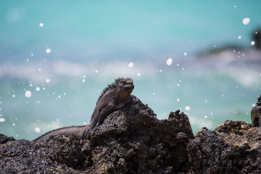 Galapagos Inseln – Das Vogel- und Reptilienparadies Seymour Norte