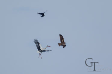 Mein Rodgau: Storch attackiert Greifvogel