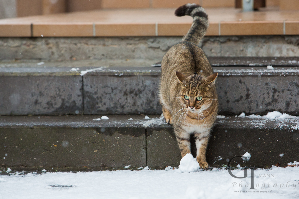 Katze spielt im Schnee