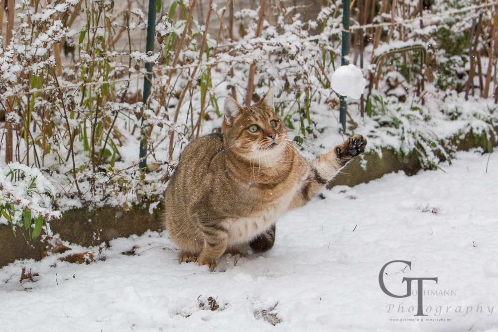 Katze spielt im Schnee