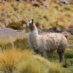 Altiplano in Bolivien: Tour durch die Salar de Uyuni